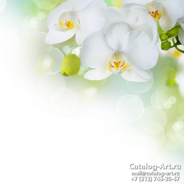 White orchids 41